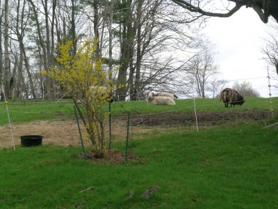 forsythia bush fence sheep on hillside